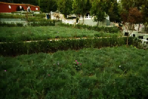 生态葬如何选择（卧碑的发展及优势）