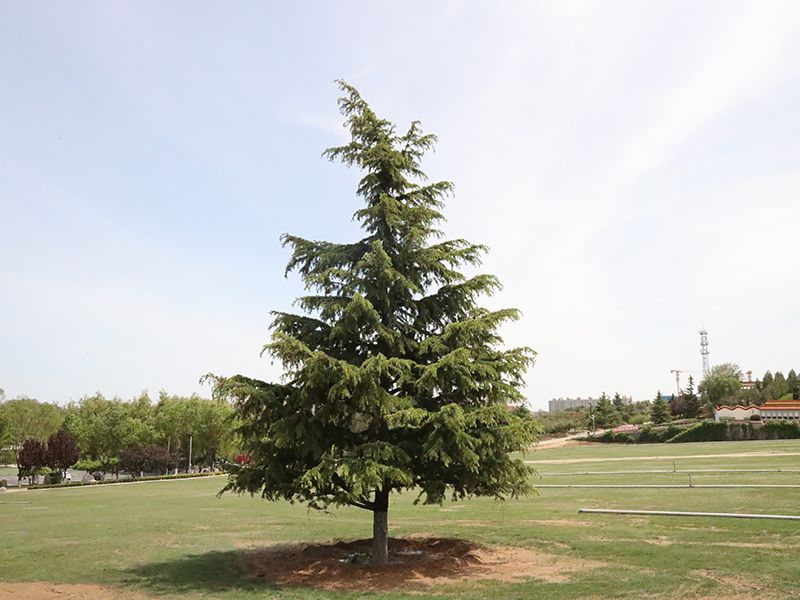 朝阳陵园价格、电话多少？